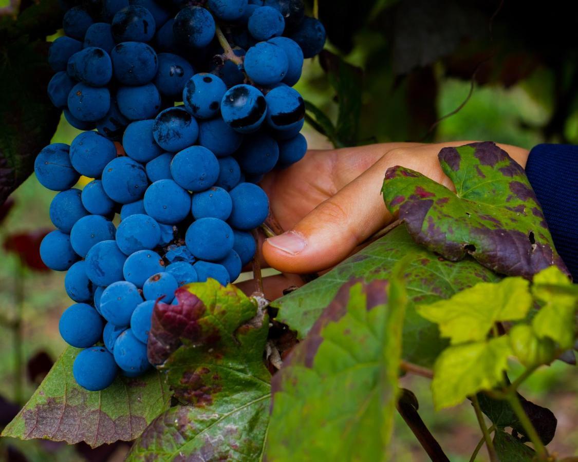 فيلا Quinta Do Tapadinho - Wine & Tourism Moimenta المظهر الخارجي الصورة